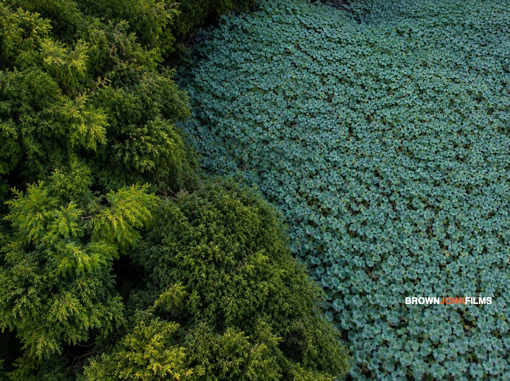 Forest canopy and pale round leaves, straight down from above
